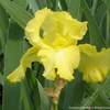 Iris g. 'Harvest of Memories' (Rebloom)