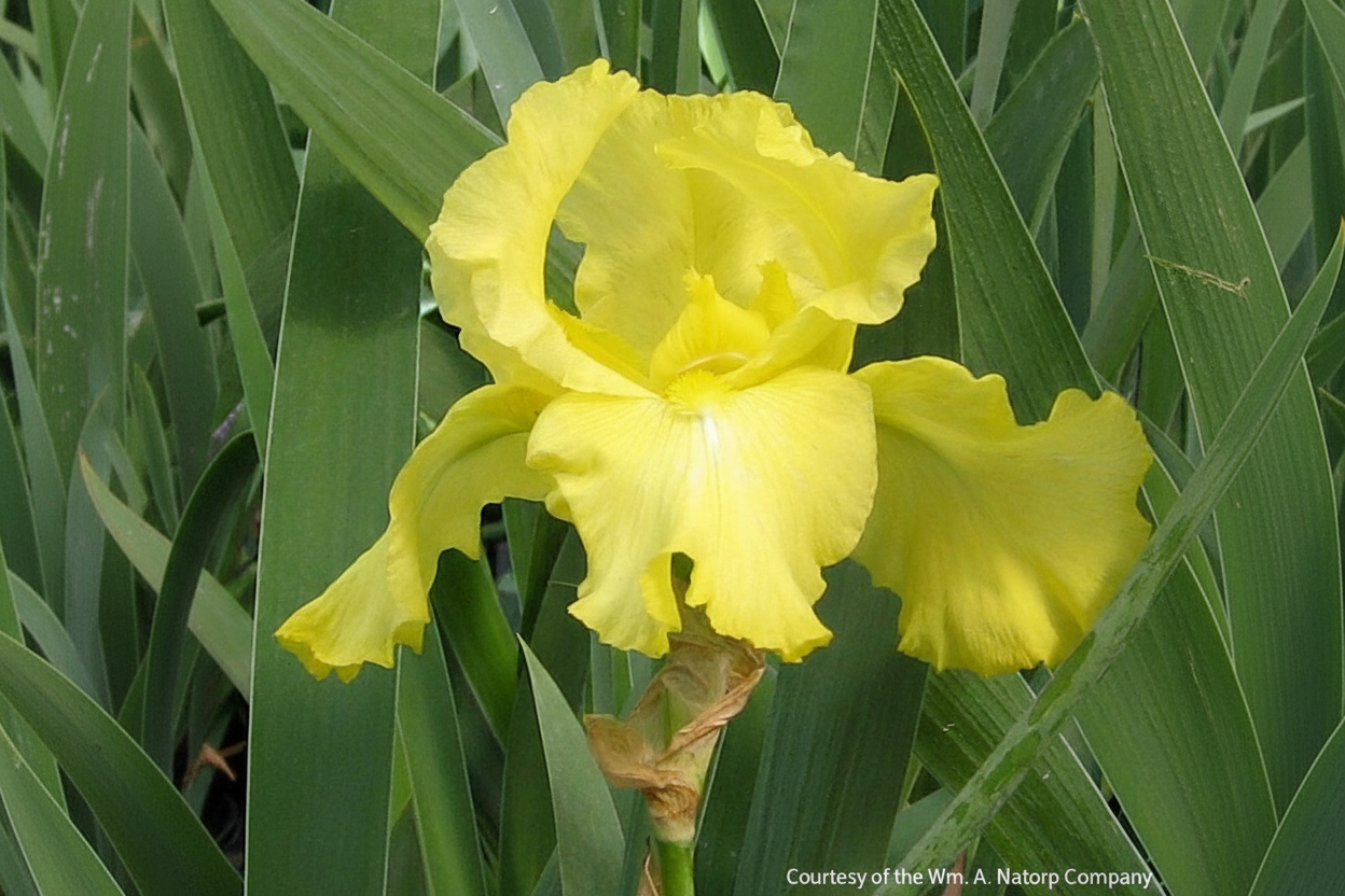 Iris g. 'Harvest of Memories' (Rebloom)