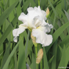 Iris g. 'Immortality' (Rebloom)