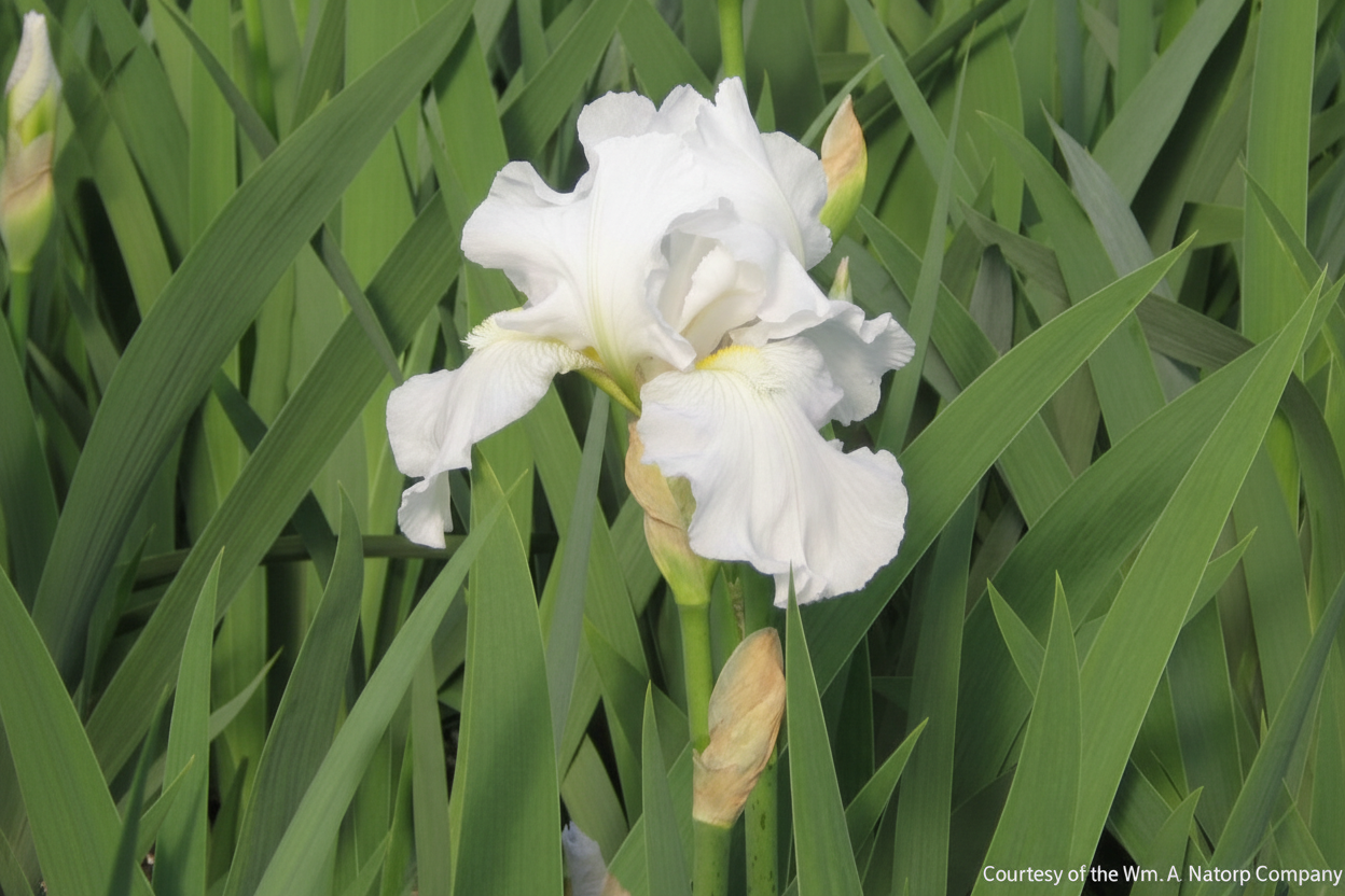 Iris g. 'Immortality' (Rebloom)