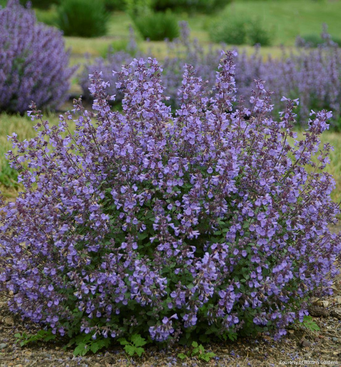 Nepeta f. 'Kitten Around'