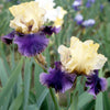 Iris g. 'Jurassic Park' (Rebloom)