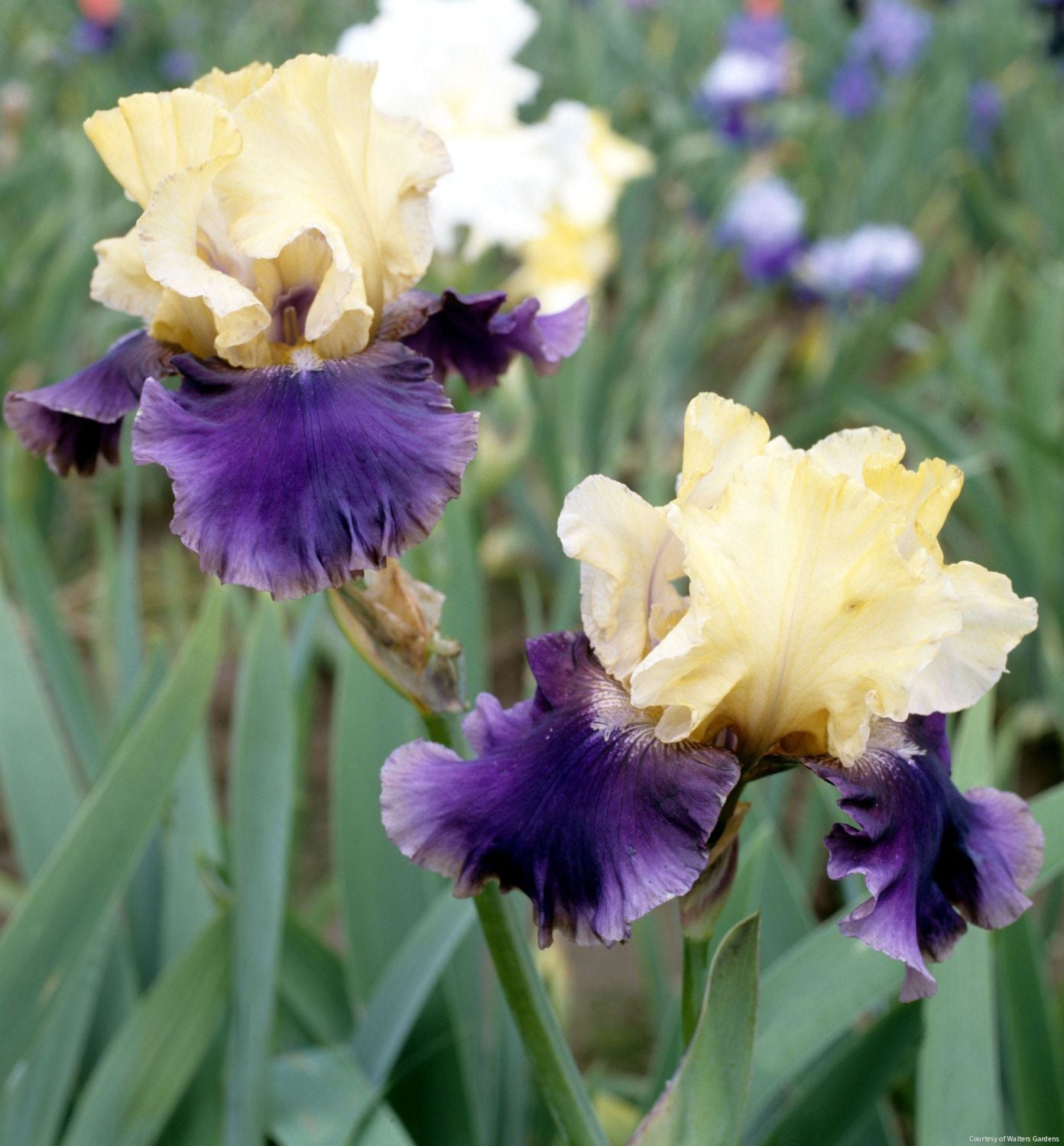 Iris g. 'Jurassic Park' (Rebloom)