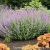 Nepeta 'Walker's Low'
