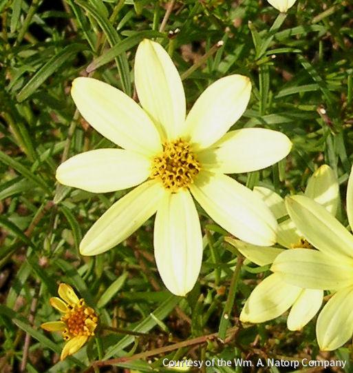 Coreopsis v. 'Moonbeam'