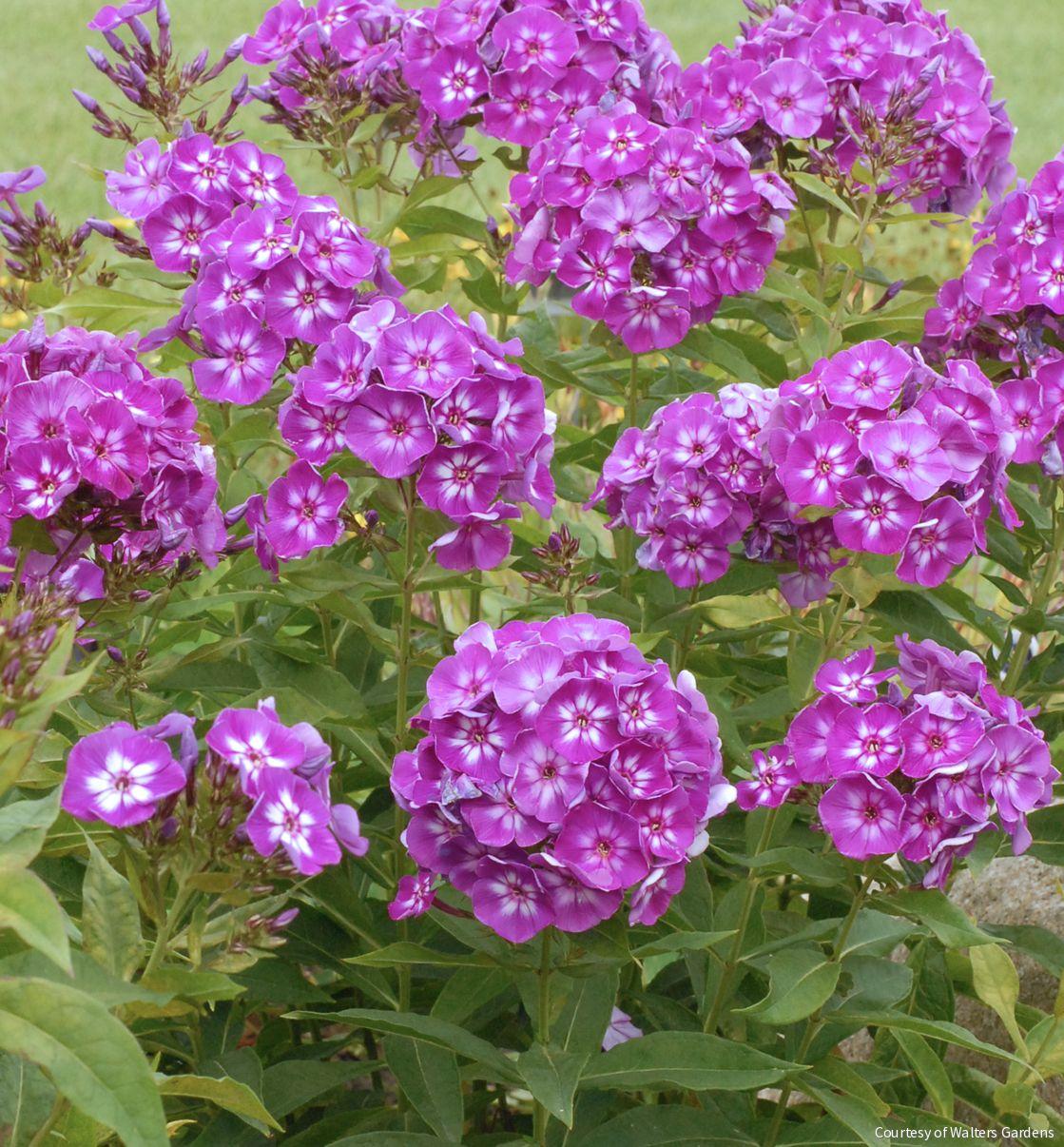 Phlox p. 'Laura' – Rhodes Greenhouses