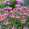 Echinacea p. 'Butterfly Kisses'
