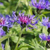 Centaurea montana