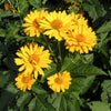 Heliopsis 'Summer Sun' (Sommersonne)