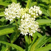 Asclepias i. 'Ice Ballet'