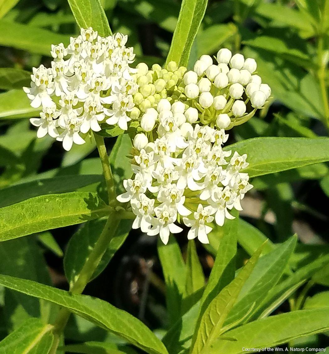 Asclepias i. 'Ice Ballet'