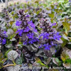 Ajuga r. 'Black Scallop'