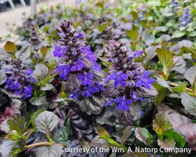 Ajuga r. 'Black Scallop'