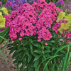 Phlox p. 'Glamour Girl'