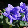 Platycodon g. 'Astra Blue'