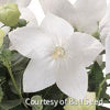 Platycodon g. 'Astra White'