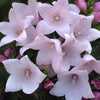 Platycodon g. 'Astra Pink'