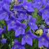 Platycodon g. 'Sentimental Blue'