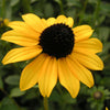 Rudbeckia f. 'Viette's Little Suzy'