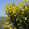 Rudbeckia l. 'Autumn Sun' (Herbstsonne)