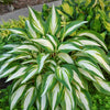 Hosta 'Cool As a Cucumber'