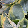 Hosta 'Frances Williams'