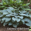 Hosta 'Halcyon'