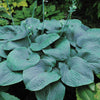 Hosta 'Humpback Whale'