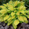 Hosta 'Island Breeze'