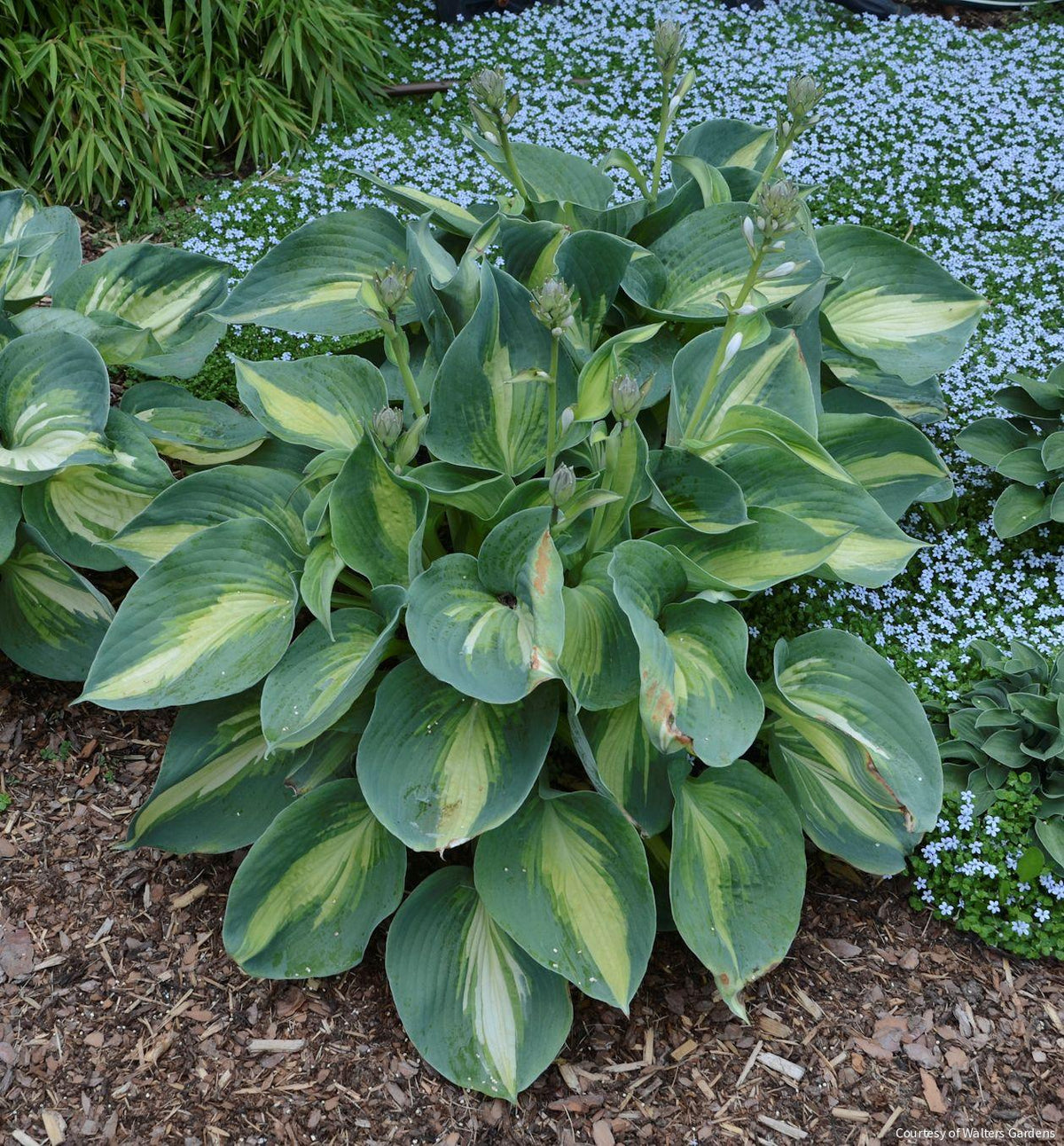 Hosta Shadowland® 'Hudson Bay' – Rhodes Greenhouses
