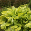 Hosta 'Sum and Substance'