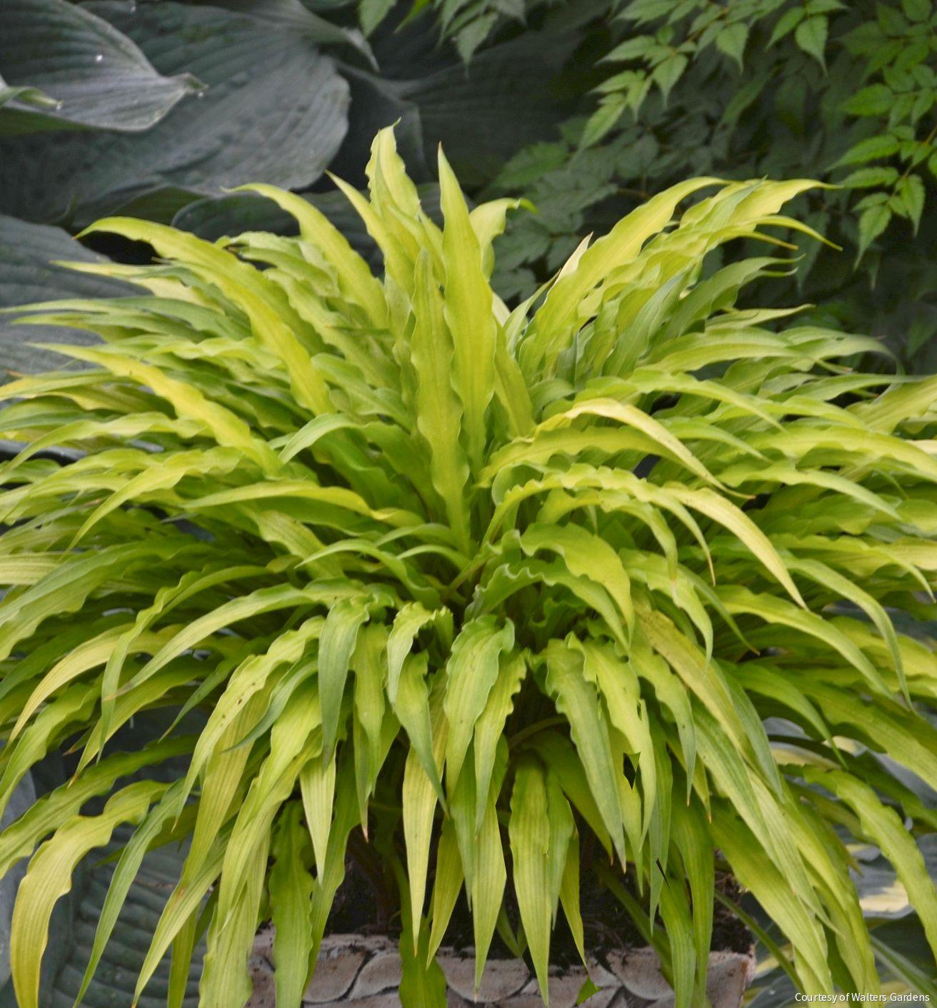 Hosta 'Curly Fries' – Rhodes Greenhouses