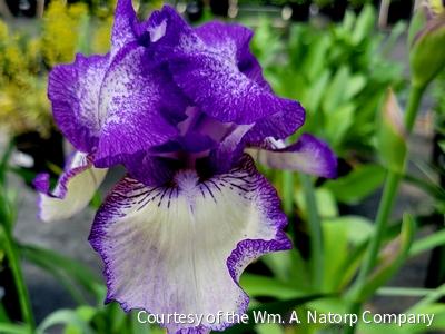Iris g. 'Hemstitched' (Rebloom)