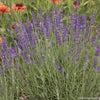 Lavandula a. 'Hidcote'