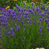 Lavandula a. Sweet Romance®