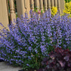 Nepeta f. 'Purrsian Blue'