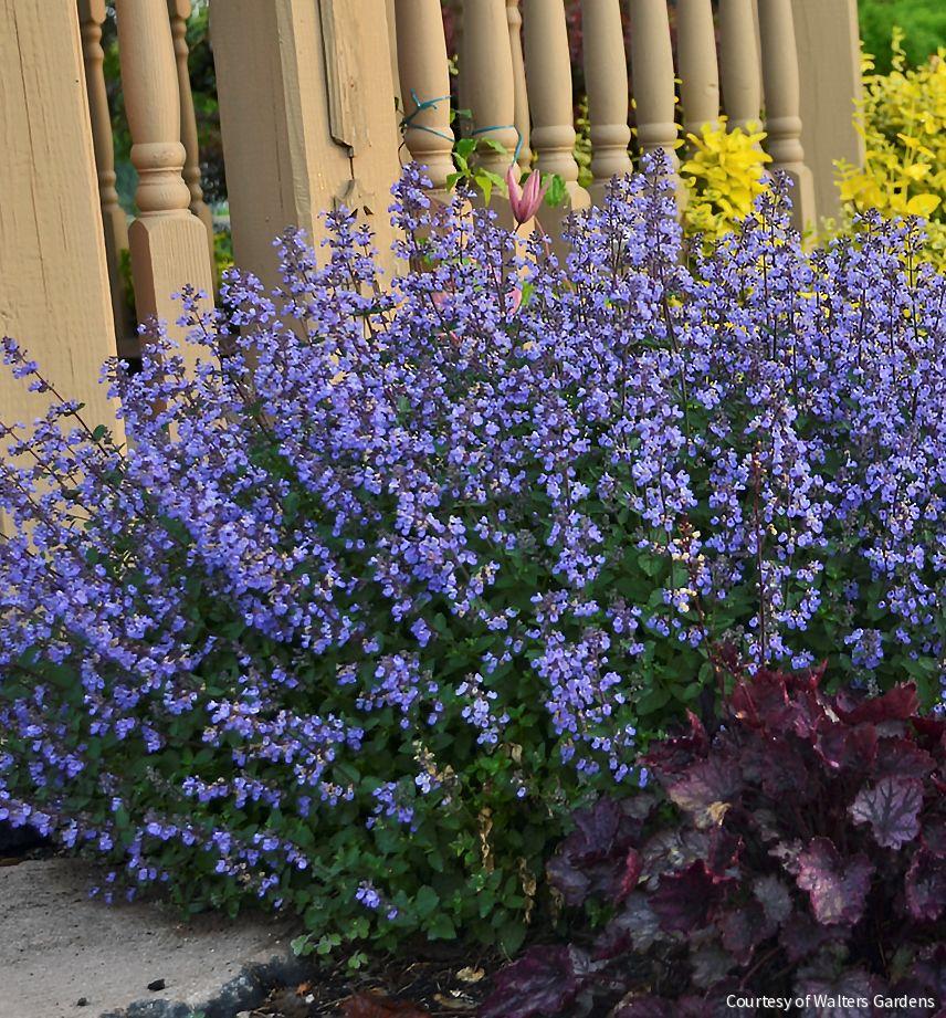 Nepeta f. 'Purrsian Blue'