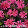 Monarda d. 'Pardon My Rose'