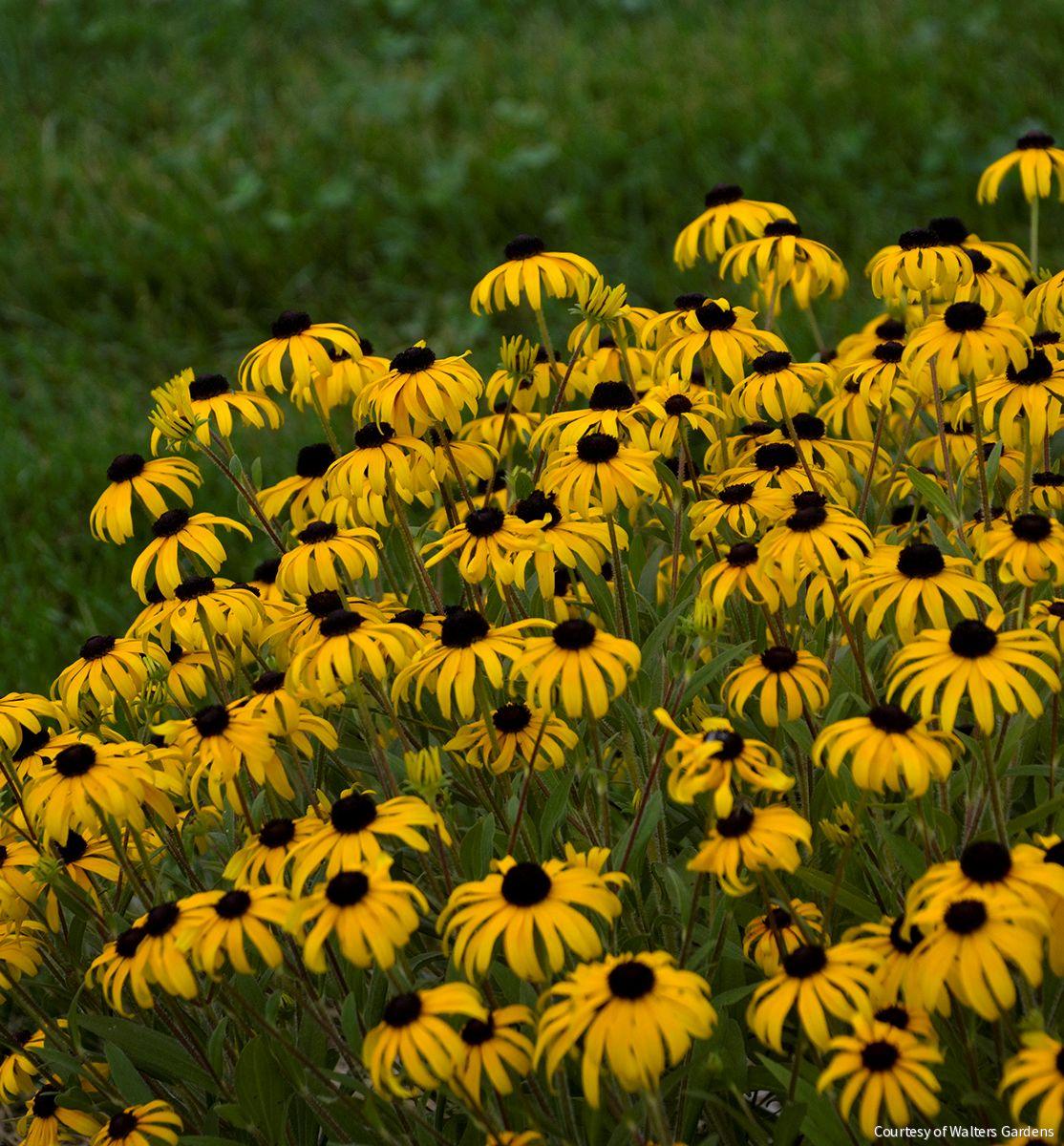 Rudbeckia 'American Gold Rush'