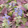 Ajuga r. 'Burgundy Glow'