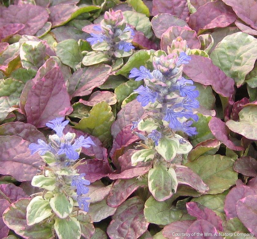 Ajuga r. 'Burgundy Glow'