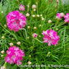 Armeria m. 'Splendens'