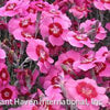 Dianthus 'Peppermint Star'