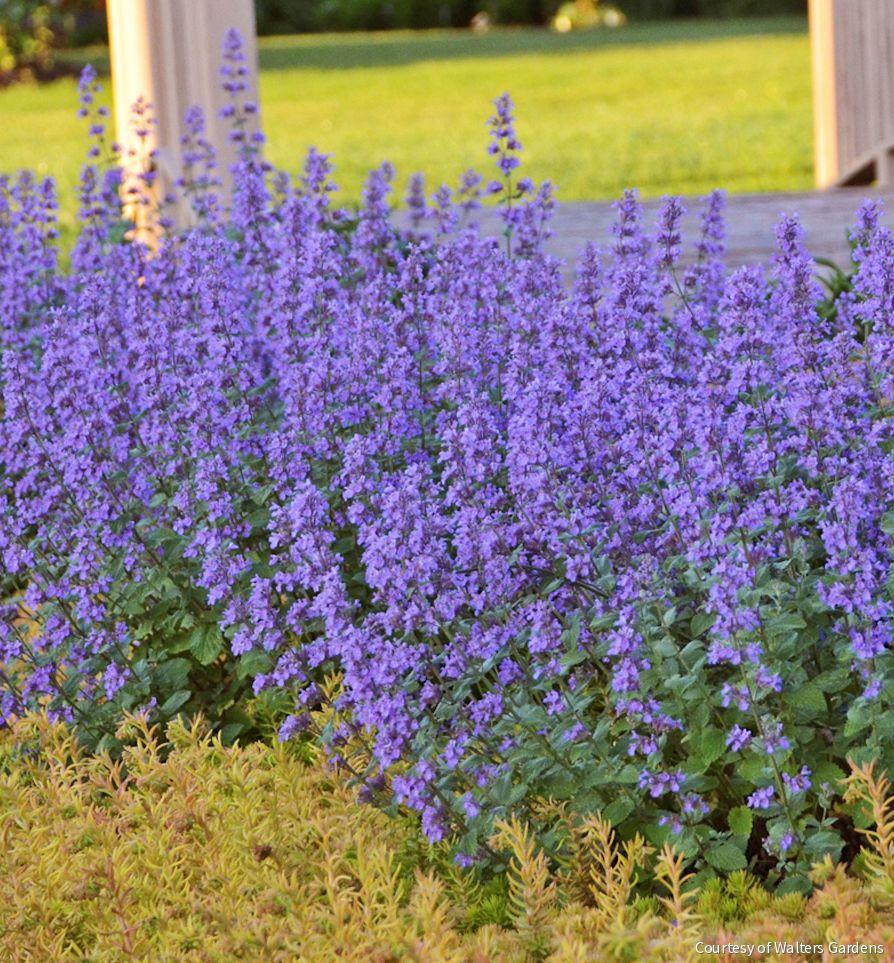 Nepeta 'Cat's Meow'
