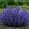 Nepeta 'Cat's Pajamas'