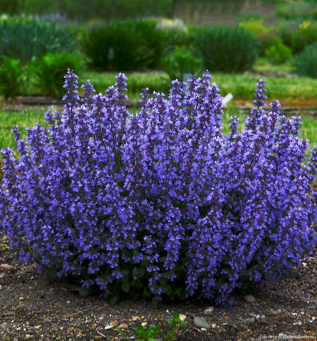 Nepeta 'Cat's Pajamas'