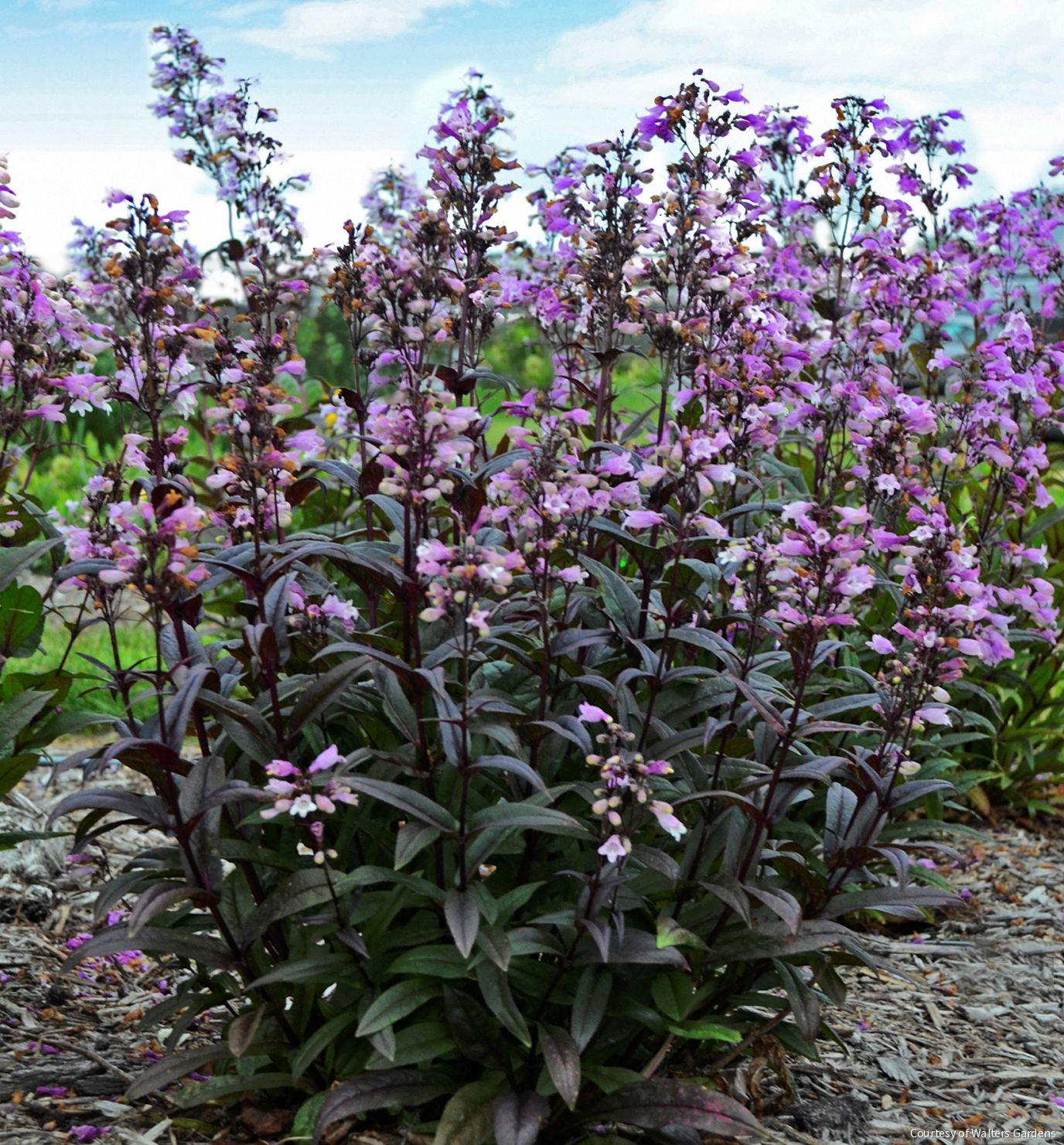Rhodes Greenhouses Penstemon - Thumbnail 2