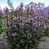 Penstemon 'Blackbeard'