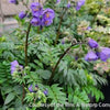 Polemonium 'Heaven Scent'