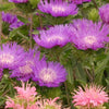 Stokesia l. 'Honeysong Purple'